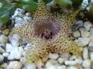 Huernia histrix sp.nova