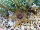 Huernia histrix sp.nova