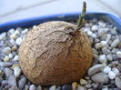 Dioscorea elephantipes