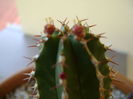 Euphorbia echinus, flori