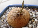 Dioscorea elephantipes