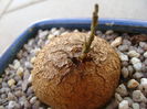 Dioscorea elephantipes