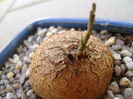 Dioscorea elephantipes