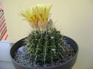 Notocactus mammulosus