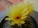 Notocactus mammulosus