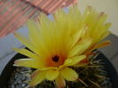 Notocactus mammulosus
