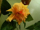 DSCN2574