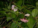DSCN3008