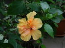 DSCN3336