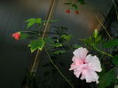 DSCN3520