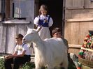 Capra Appenzeller la muls