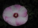 hibiscus de gradina,prima inflorire dupa trei ani