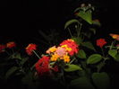 lantana