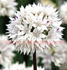 Bulbi Allium Gracefull (Ceapa decorativa)