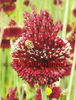 Bulbi Allium Red Mohican (Ceapa decorativa)