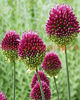 Bulbi Allium Sphaerocephalon (Ceapa decorativa)