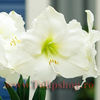 Bulbi Amaryllis Mont Blanc (Hipperastrum)