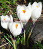 Bulbi Branduse Jeanne dArc (Crocus)
