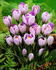 Bulbi Branduse Pickwick (Crocus)