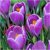 Bulbi Branduse Remembrance (Crocus)