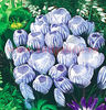 Bulbi Branduse Sky Blue (Crocus)