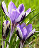Bulbi Branduse Spring Beauty (Crocus)