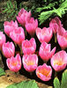 Bulbi Branduse Zonatus (Crocus)