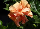 DSC09756