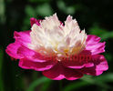 Bulbi Bujori Gay Paree (Paeonia)