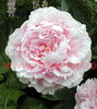 Bulbi Bujori Sarah Bernhardt (Paeonia)