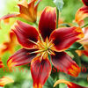 Bulbi Crin Forever Susan (Lilium)