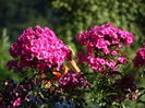 DSC09701