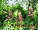 Bulbi Crin Manitoba Morning (Lilium)