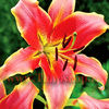 Bulbi Crin Red Hot (Lilium)