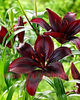 Bulbi Crin Mapira (Lilium)