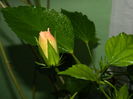 DSCN4350