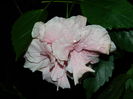 DSCN4457