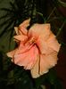 DSCN4591