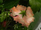 DSCN4761