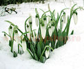 Bulbi Ghiocei Nivalis (Galanthus)
