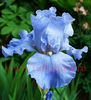 Bulbi Iris Blue Rhythm (Stanjenel)