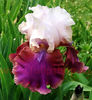 Bulbi Iris Burgermeister (Stanjenel)
