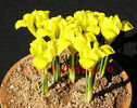 Bulbi Iris Danforda (Stanjenel)