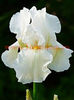 Bulbi Iris White Knight (Stanjenel)