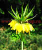 Bulbi Lalea Imperiala Lutea (Fritillaria)