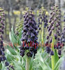 Bulbi Lalea Imperiala Persica (Fritillaria)