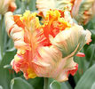 Bulbi Lalele Apricot Parrot (Tulip)