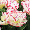 Bulbi Lalele Belicia (Tulip)