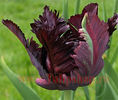 Bulbi Lalele Black Parrot (Tulip)
