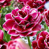 Bulbi Lalele Dream Touch (Tulip)